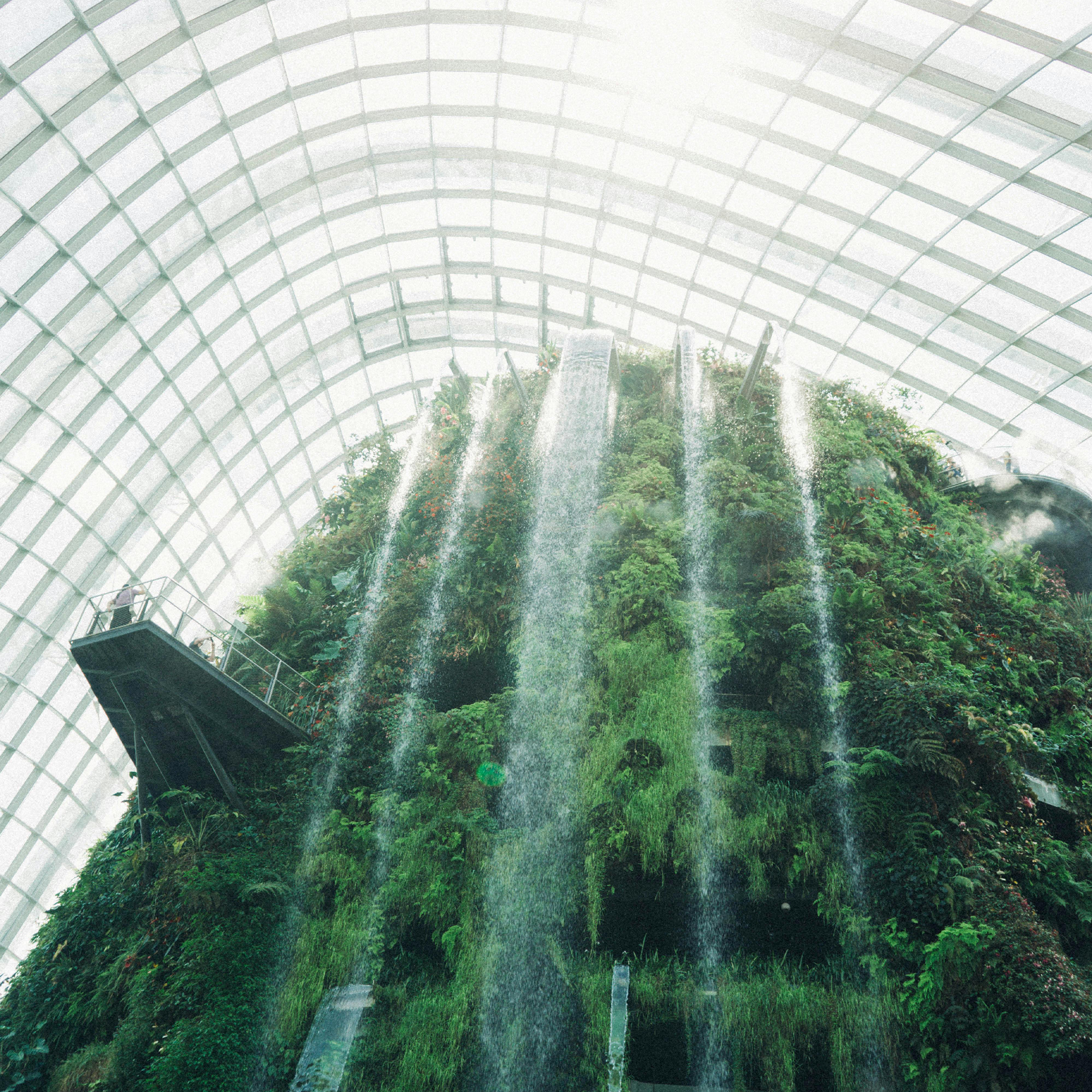 Forest Dome The interior of the Forest Dome Singapore